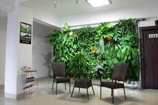 11款能爬滿墻壁的室內(nèi)綠植